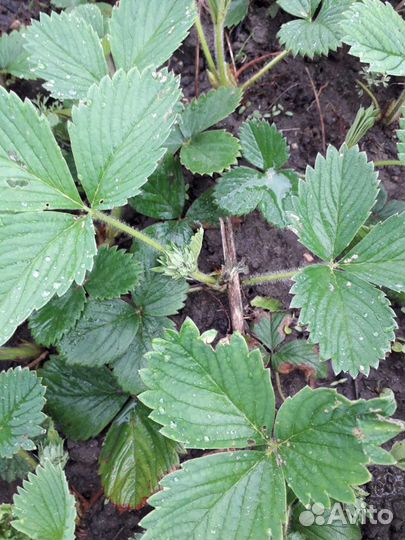 Рассада клубники 20 сортов