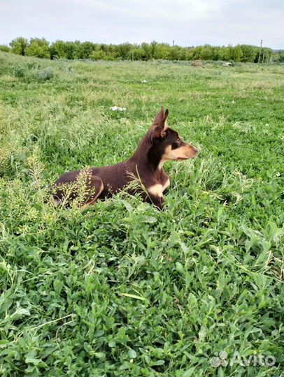 Собаки пастухи Келпи рабочие