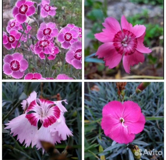 Семена многолетних цветов, отправляю почтой РФ