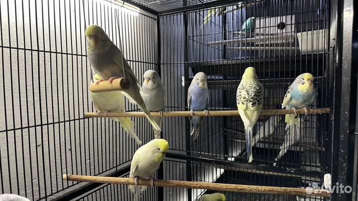 Чехи,попугаи