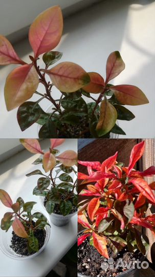 Комнатные цветы Альтернатера