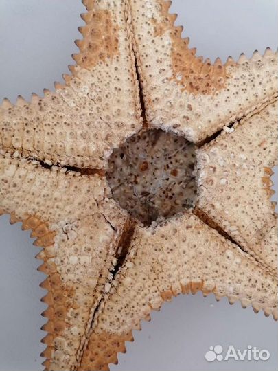 Морская звезда