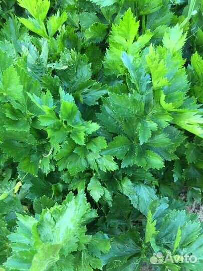 Фермерская петрушка, сельдерей, мята, кабачки