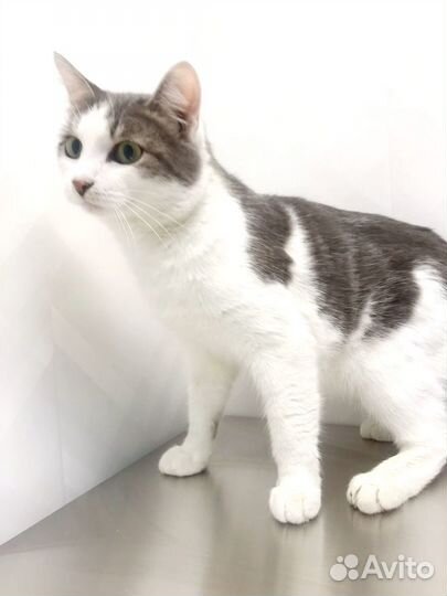 Кот Оскар красавчик ищет дом