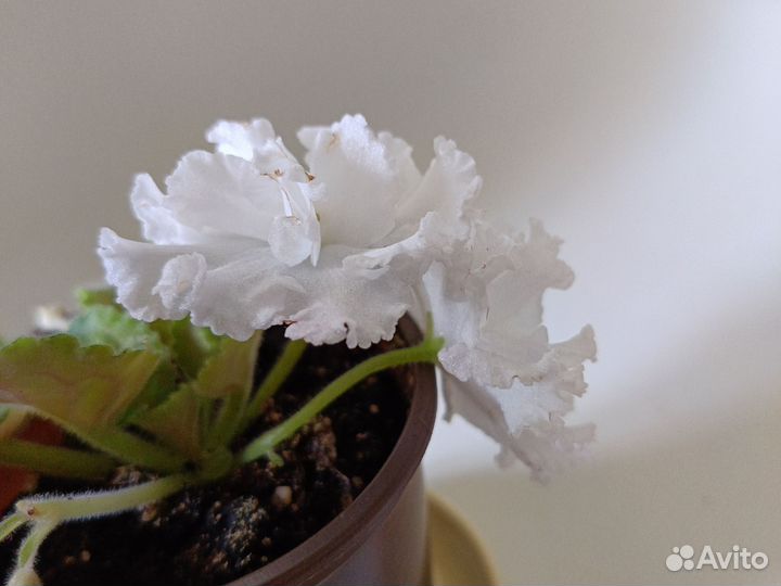 Фиалка сортовая