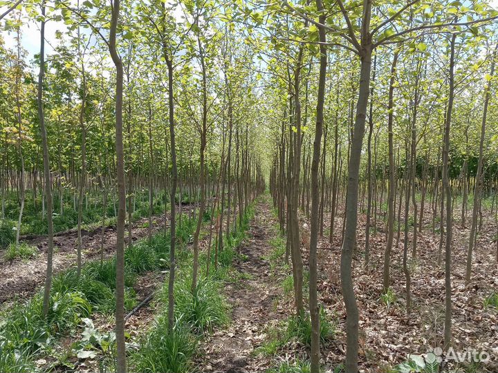 Саженцы платана с комом крупномеры