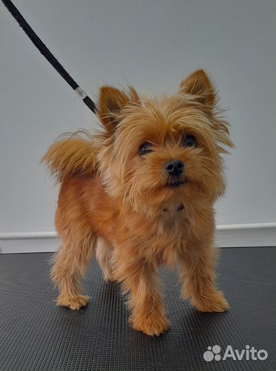 Йоркширский терьер