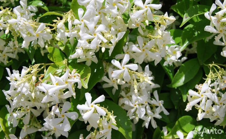 Саженец жасмина