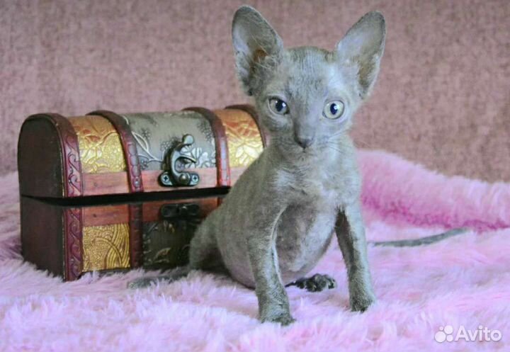 Котята Уральский рекс -ваш ребёнок