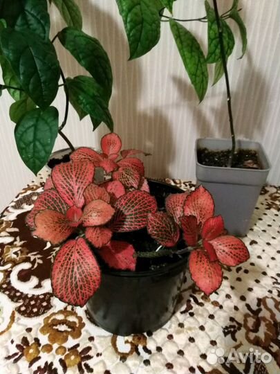 Фитония микс