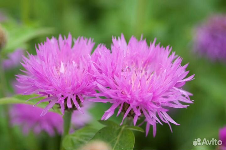 Спирея, Хоста, Василек подбеленный