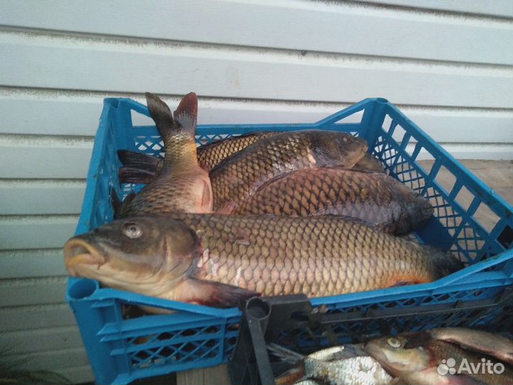 Свежая рыба