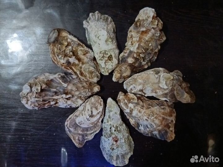 Устричная Друза