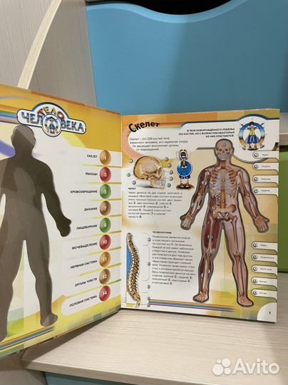 Тело человека