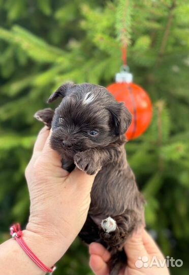 Шоколадные йорки-карапузики
