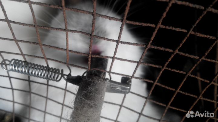 Поилки нипельные для кроликов