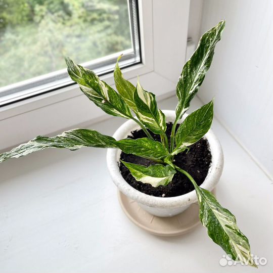 Спатифиллум Домино Пестролистный