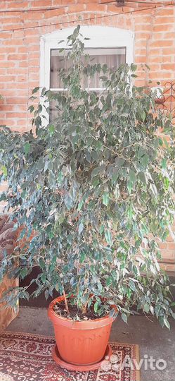 Фикус бенджамина