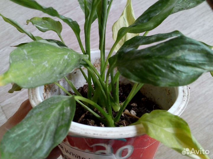 Спатифиллум Домино