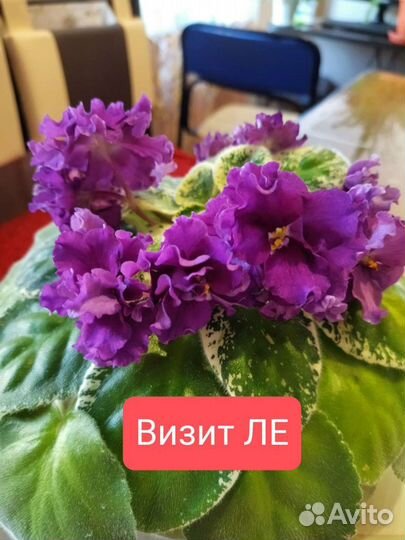Детки сортовых фиалок
