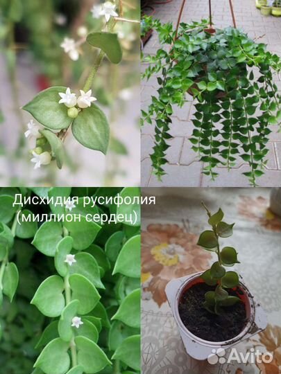 Цветы разные часть 1