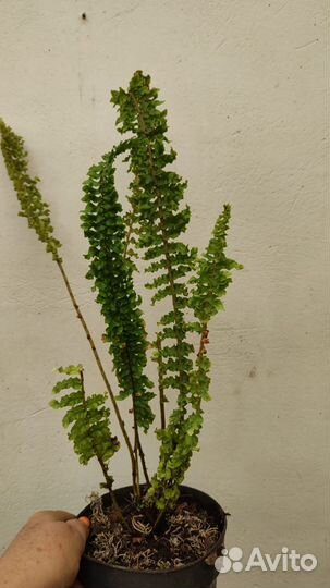 Папоротник Nephrolepis exaltata cv Wagneri