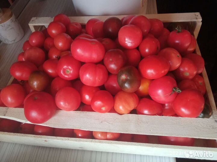 Продам помидоры