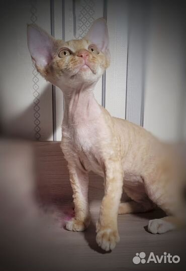 Котёнок девон рекс