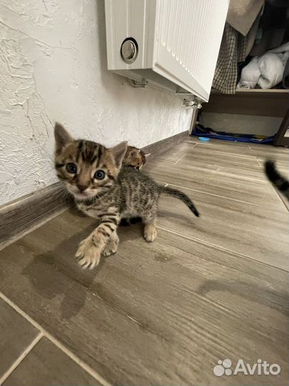 Продам котенка