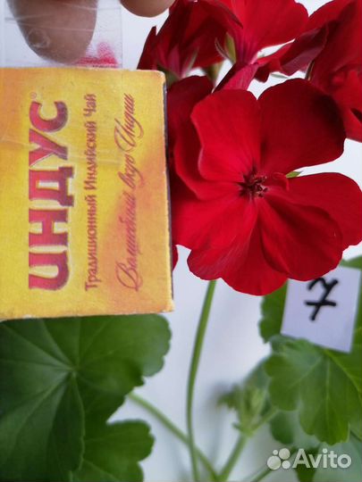 Герань пеларгония