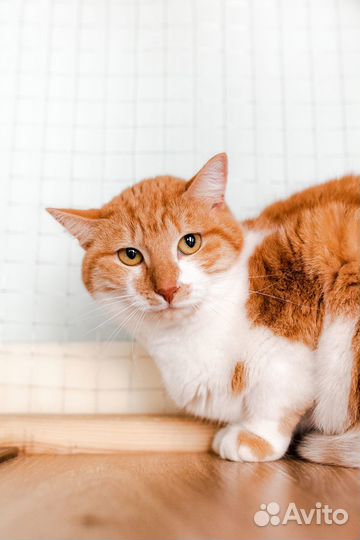 Кот из приюта