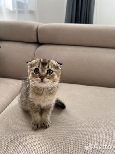 Котята шотландской вислоухой кошки