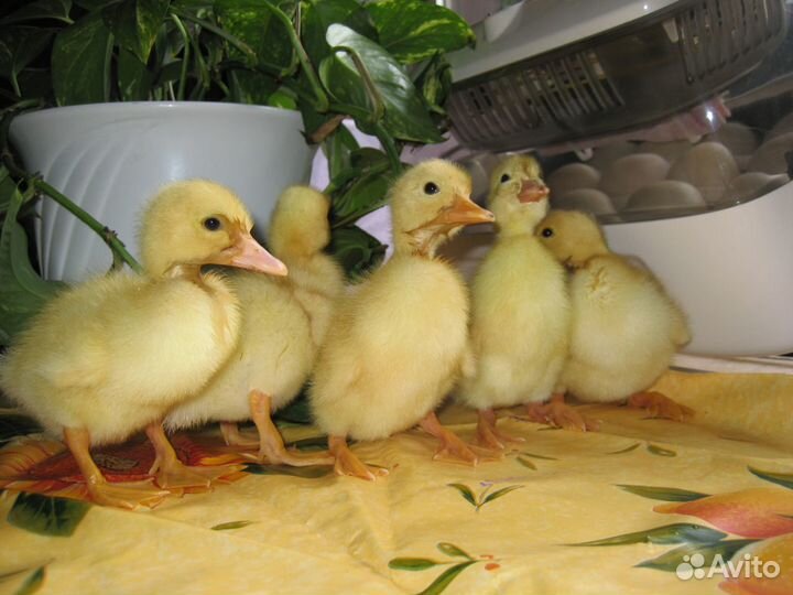 Инкубационное яйцо и молодняк с/х птиц