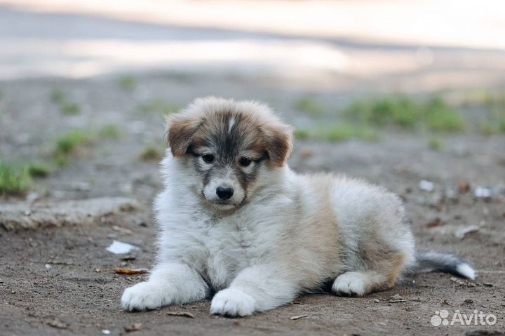 Щенок в добрые руки