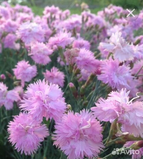 Многолетники для сада