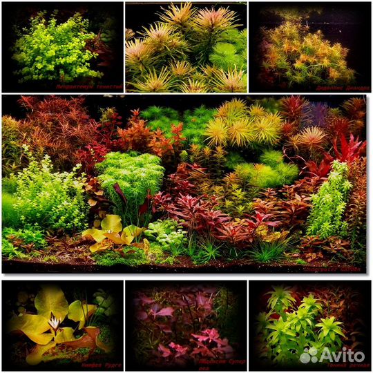 Аквариумные растения