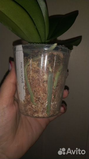 Орхидея Violet Eye