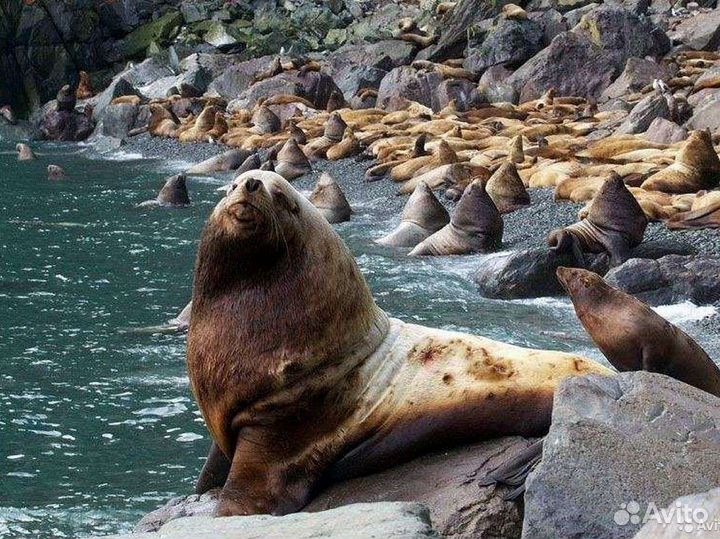Косатки и Киты. Морской тур. Камчатка
