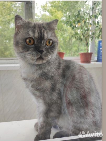 Британская кошка бесплатно