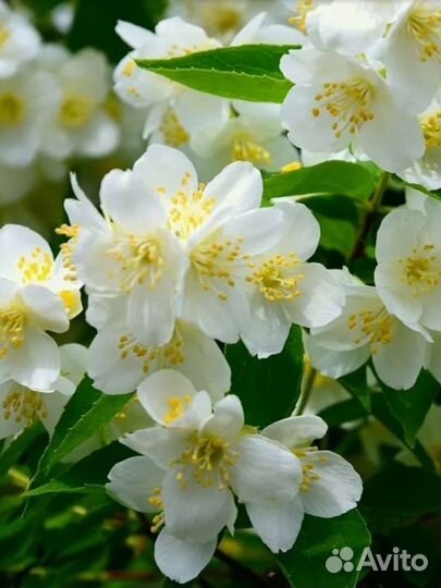 Жасмины : белый, жёлтый