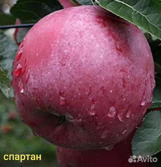 Саженцы плодовых деревьев