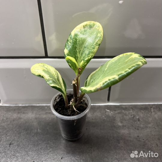 Миртовое дерево пеперомия