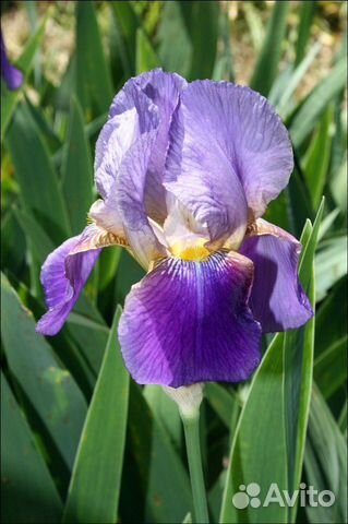 Ирисы желтые, с доставкой