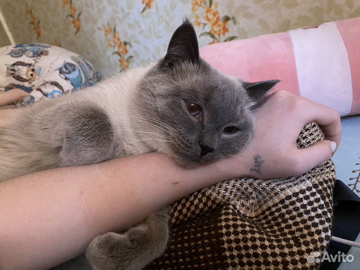 Отдам кота в добрые руки