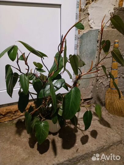 Комнатные цветы антуриум