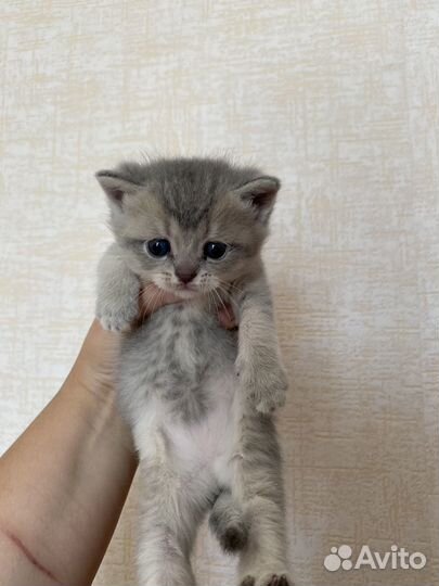 Котята британские шиншиллы в добрые ручки