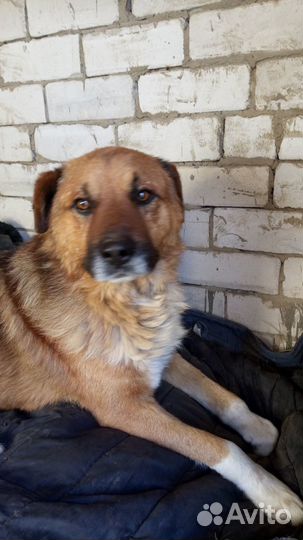 Мистер Собак