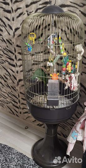 Венесуэльский амазон