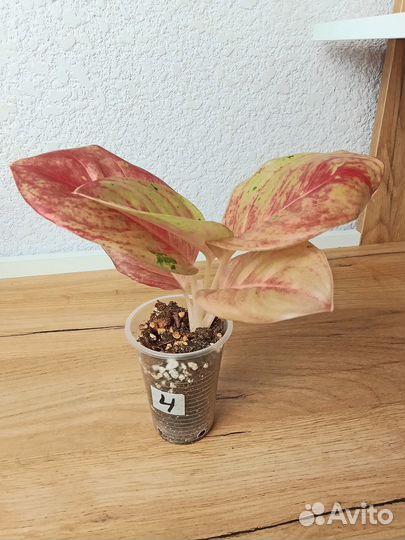 Аглаонема Эппл Фэнтези (Пинк Эмеpальд)