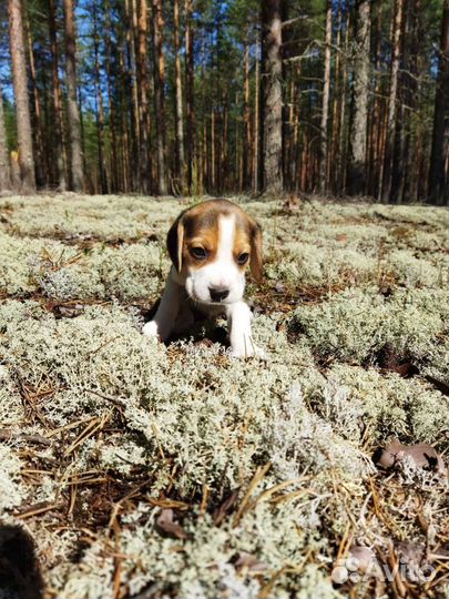 Щенки бигль